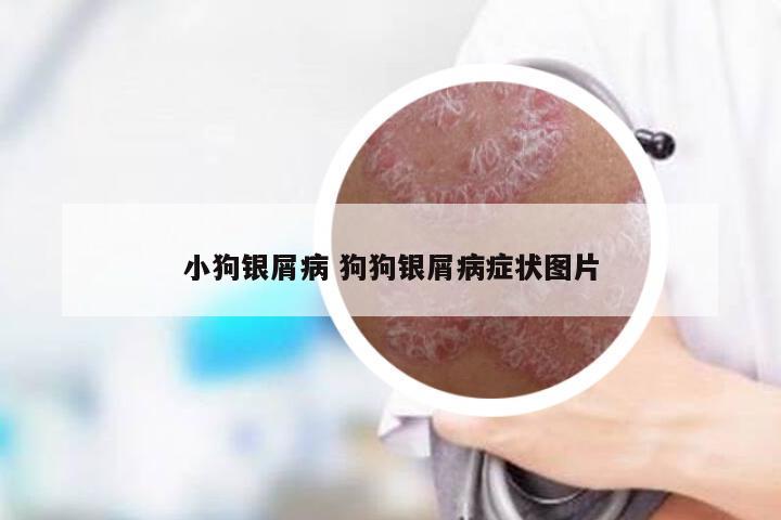 小狗银屑病 狗狗银屑病症状图片